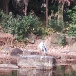 限りなく優しい日々～bigfish