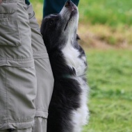 【犬のいる幸せ】年齢を重ねて漂う渋さかな？余裕のあるかっこよさ？みたいな！