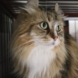 『【里親募集中】アメリカンカールのびく』の画像