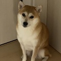 【画像】仕方ないからワイんちの柴犬みせてあげるよ