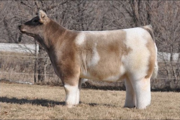 モフモフ牛 テキサス トルネード 飛行船世界 ブログ