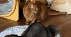 じっくりと温めたオモチャ、横取りされがちなぼくちん