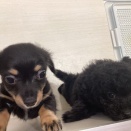 ちっこいトリオ