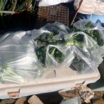 果樹と野菜の栽培時々釣り、横須賀(新)