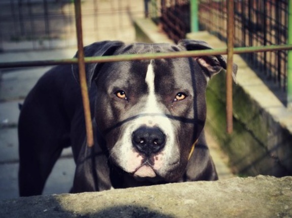 天才犬は人の「会話を盗み聞き」して単語を覚えられる