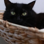 猫カフェ ねこまんまBlog