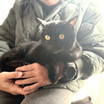 【猫写真】窓際でピカピカな毛並みの黒猫たち