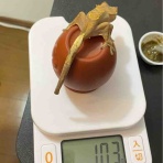 クレステッドゲッコー&ヤモリーズ&トカゲーズ