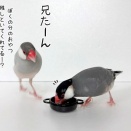 兄たんに頼まれたネットスーパー