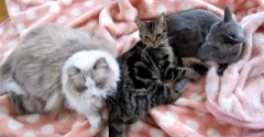 寝場所を間違えた猫と謎の行動をする猫