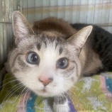 『5/25（土）～26（日）オープンします』の画像