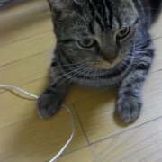 暴れん坊猫よりいろいろやらかしていた猫