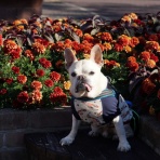 ﾌﾚﾝﾁﾌﾞﾙﾄﾞｯｸﾞまさお日記