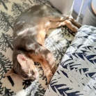 家の中の木陰でゆるっと眠る猫