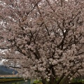 近江鉄道と桜①