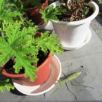 ブライス大好き　ぐたらの五七五日記　　