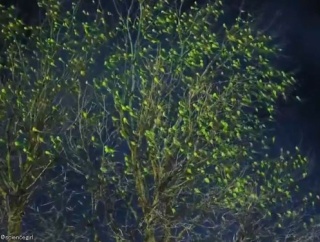 冬なのに青々しているロンドンの木…近づくとビックリする理由