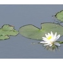 一番花