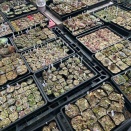 多肉屋それぞれ　毎年恒例！お買い得なセット販売を開催致します♪