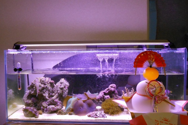 アクアリウム 海水魚と暮らす