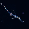 4月10日　刺激的な水中生物