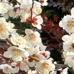 文ちゃんの更科日記