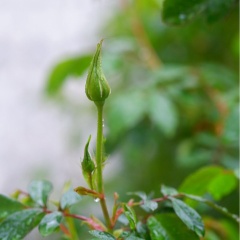 欠けた食器の使い道｜庭に置いて楽しんでいます