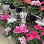 大洋グリーンブログ