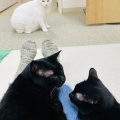 Yさんのお当番日記『里親会にて』。