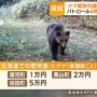 ハンター「クマ駆除、パトロール4時間で6000円。命がけのボランティアみたいなもの。パートに行くのに命かけてそんなバカげたことやってられるか」