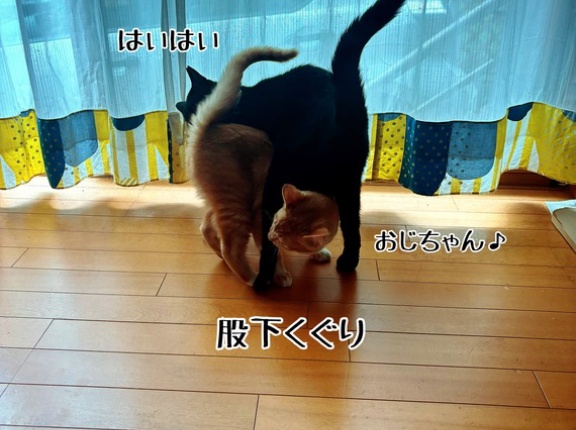 今日も絡まっております。