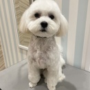 トリミング🐶✂️⸒⸒