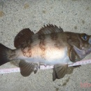 雄勝メバル 3匹だけだが29&28cm出た！