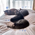 日常