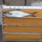 中本渡船ブログ