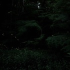 『投稿：横浜のゲンジボタルとヘイケボタル　2024/06/30』の画像