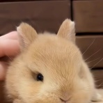 うのくらし