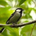 2026年6月9日の野鳥公園