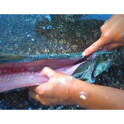 泉裕文 海辺の狩人