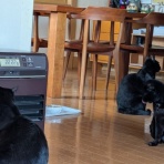 urushizutoぐみ と