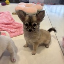 チワワ・チワワMIX