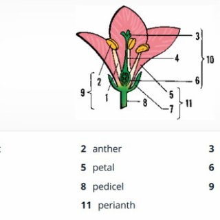 字幕なしの英語聴き取り応援団