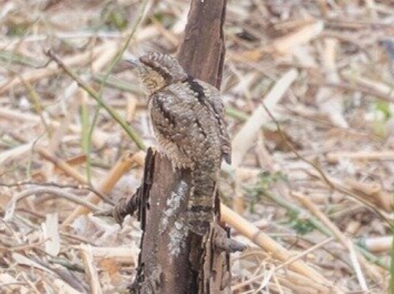 2026年1月24日の野鳥公園