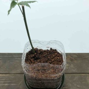 ブラックベリーの挿し木に挑戦 でぶねこ農園 ベランダで育てるおいしい果樹