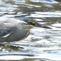 2026年6月6日の野鳥公園