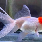 かねだい足立店ブログ