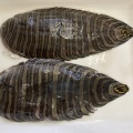 珍しい魚