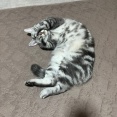 ◎日曜のにゃんこ542◎
