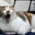 ネッコ、身長が足りなかった結果『こう』なってしまうwwwwwwwww