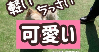 しかもポメチワ。